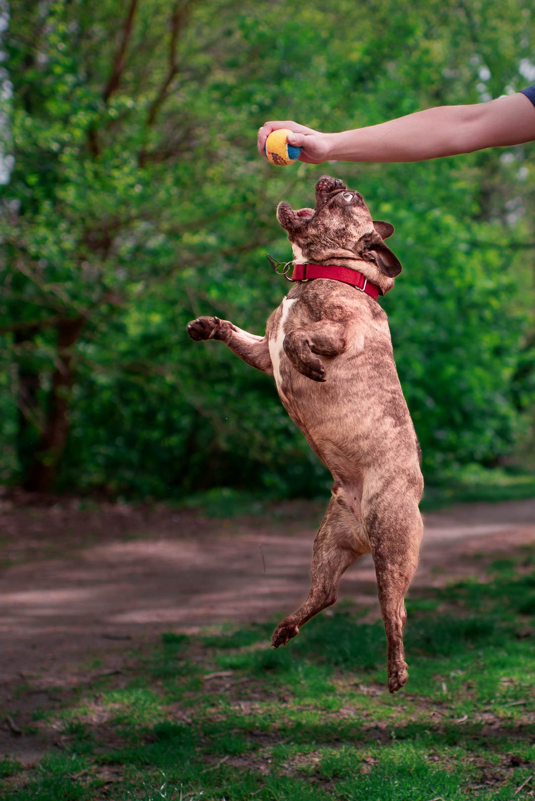 Meredith-Zinner-Photography_Fidge_0005-Edit.jpg