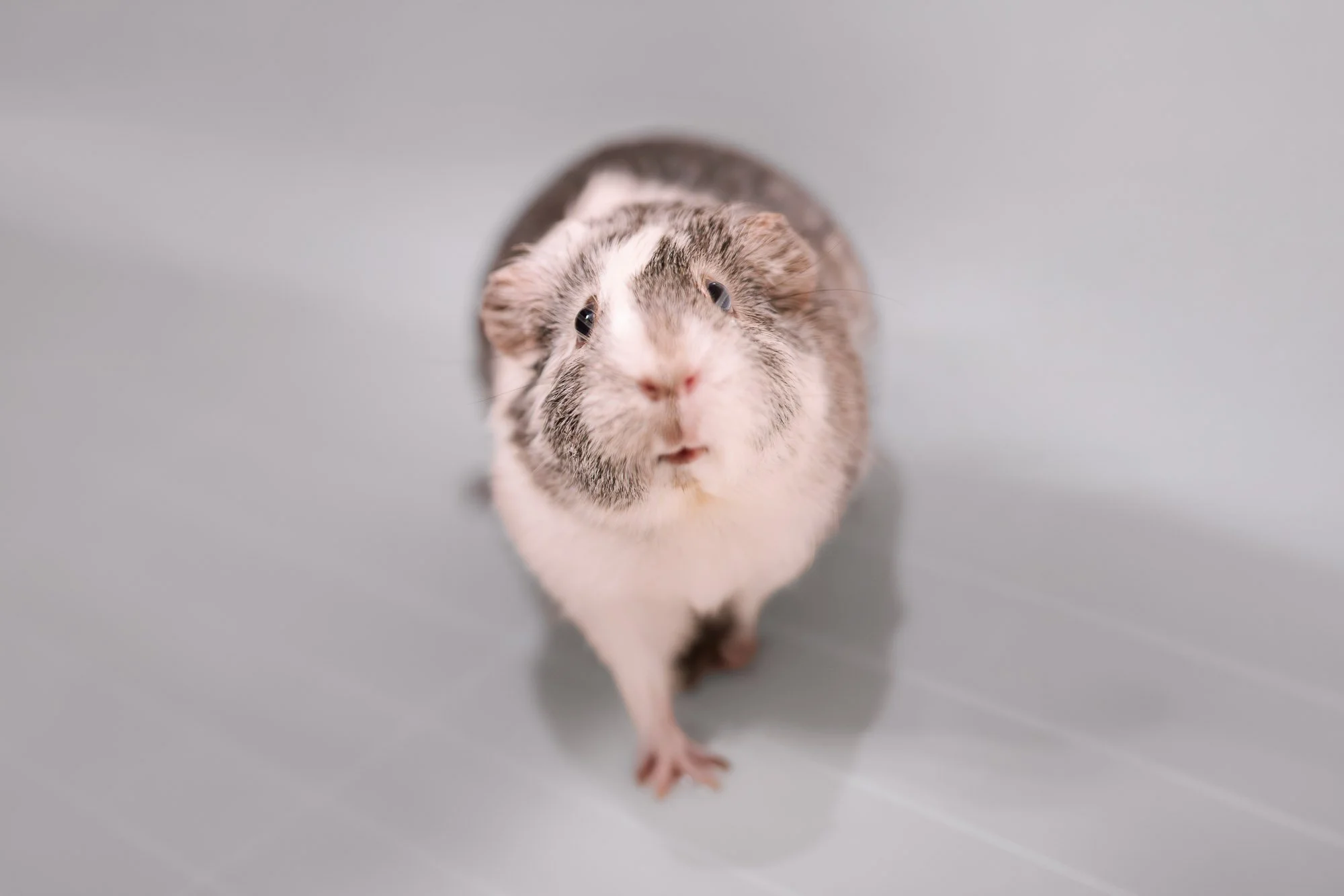 Meredith Zinner Pet Photography Guinea pig love.jpg