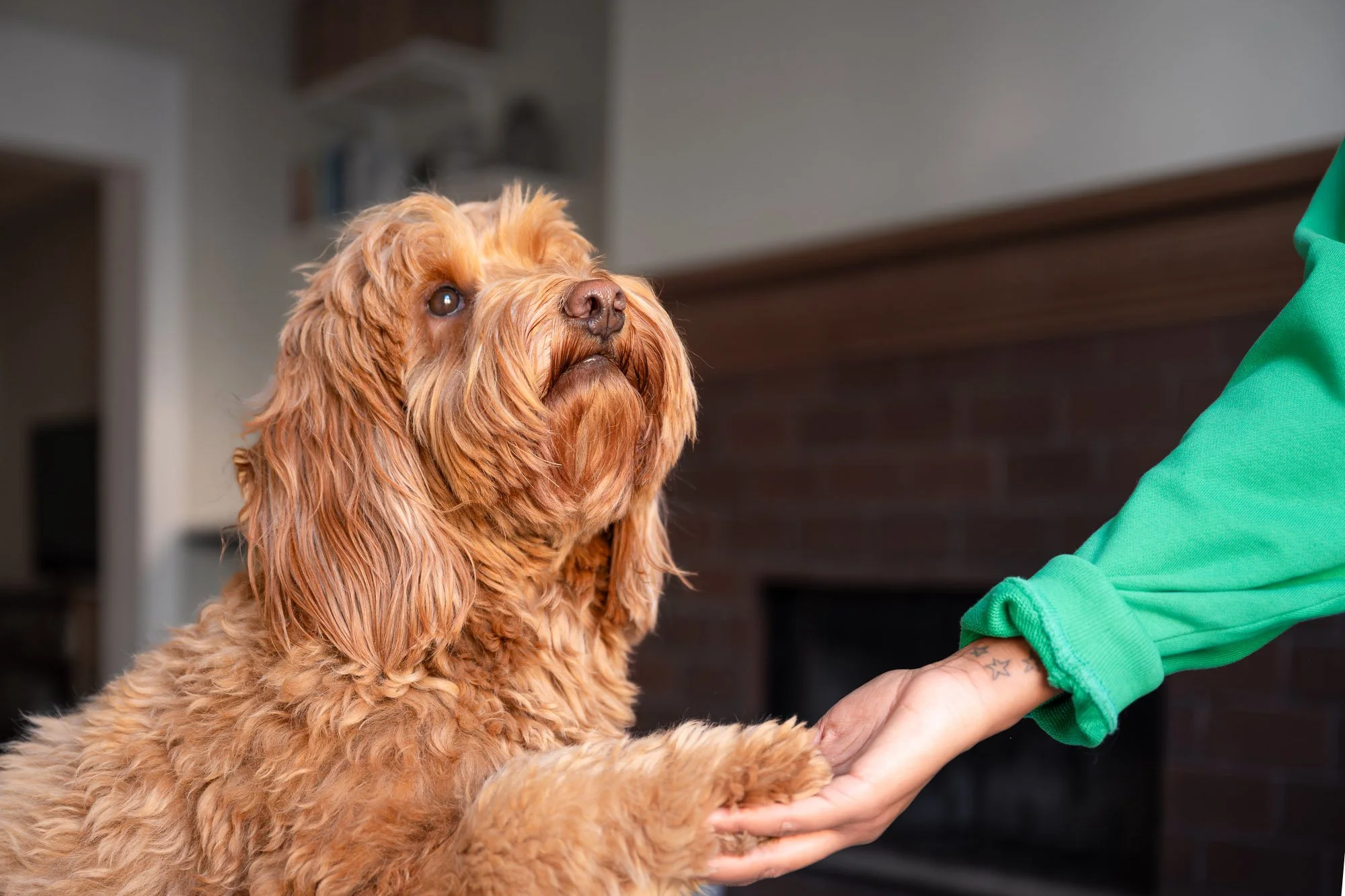 Fluffy dog giving paw to person in green sleeve indoors