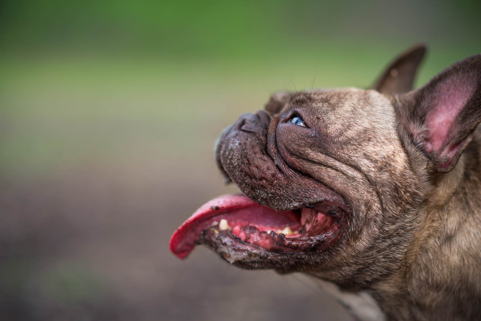 Meredith-Zinner-Photography_Fidge_0065-Edit.jpg