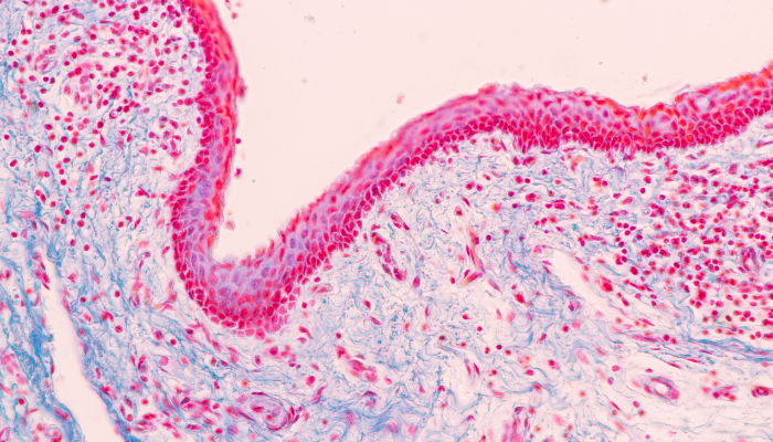 Diverse gut microbiome foods representing microbiome diversity — naturopath Jess Diakoumakos Emba Wellness Melbourne