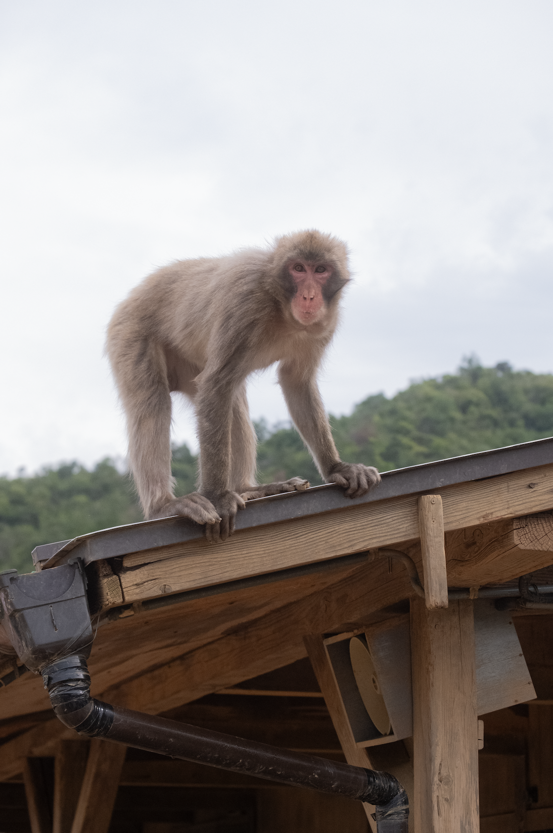 Screenshot 2026-01-09 at 2.16.29 PM.png