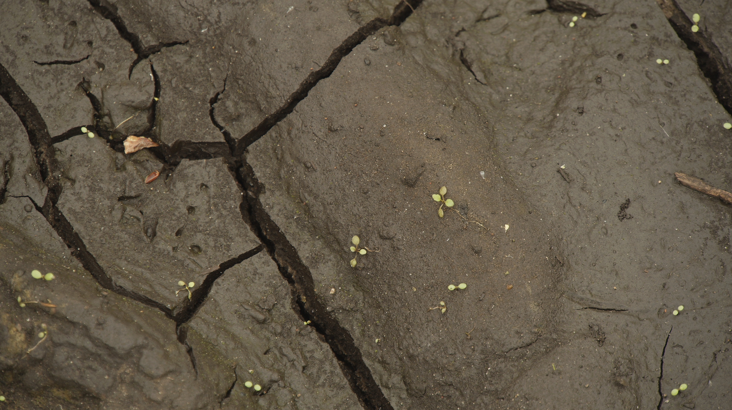 still aardappels 34.png