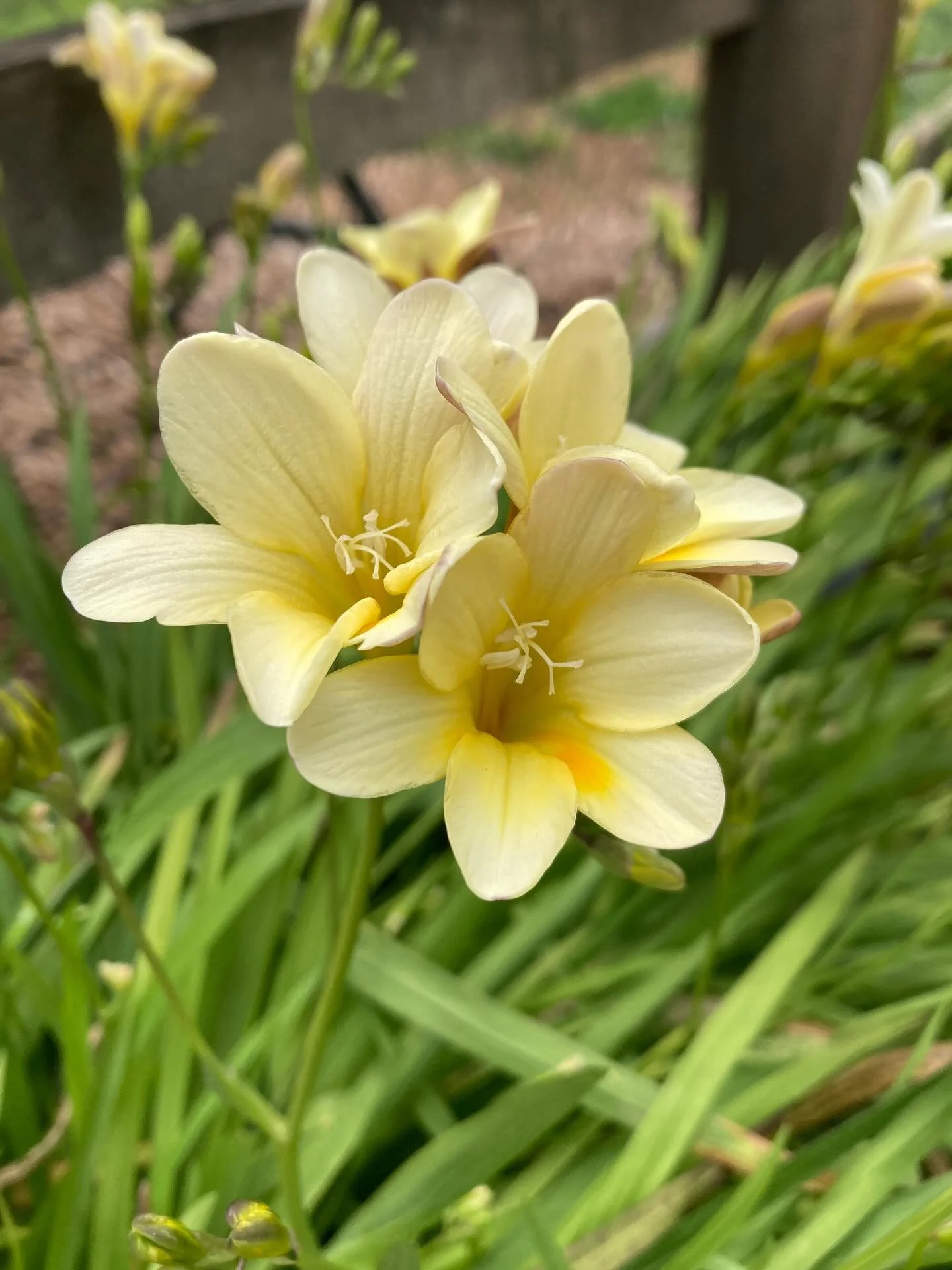 I have been eagerly awaiting for my Freesia&rsquo;s to bloom and after one appeared they just keep popping 😍 

The fragrance of just one of these little ladies is the scent of delight 🥰

I am loving connecting with the simple pleasures of life and 