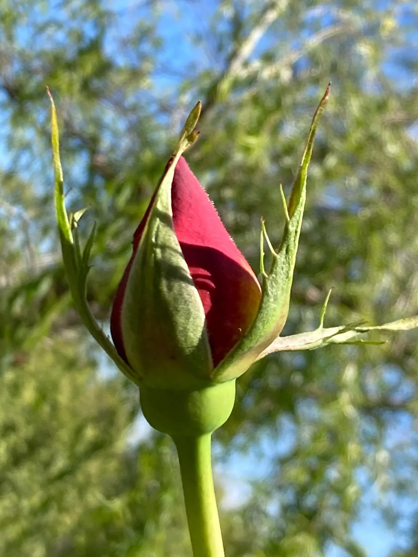 Tight muscles or protective shield? 🛡️ 

It&rsquo;s not uncommon for women to present with incredibly tight muscles and requesting the firmest pressure possible. 

What I often find is that there isn&rsquo;t a pressure firm enough to relieve what so