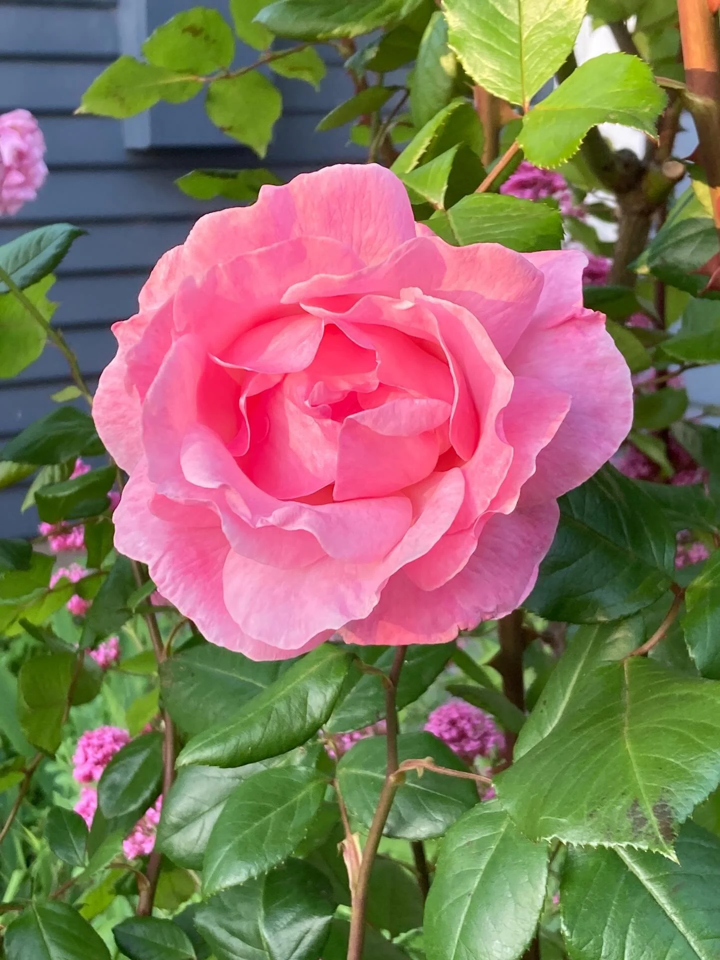 Gift vouchers of love, inner connection and care 🌹 

Gift vouchers are available for all of my treatments or for a monetary value. 

Vouchers can be emailed, posted or collected in person up until 19th December. 

You can reach out to me if you woul