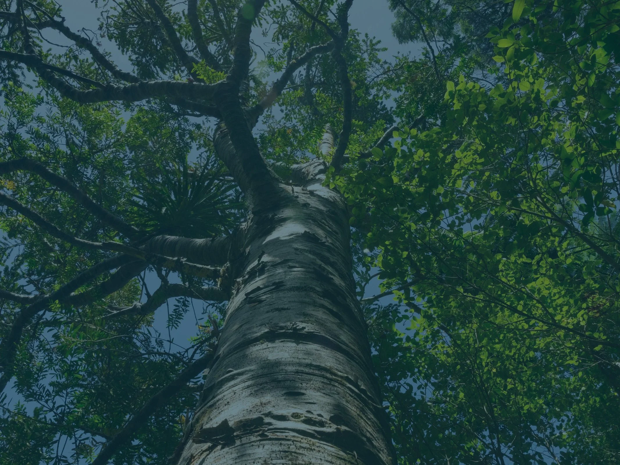 Tree Banner blue overlay.jpg