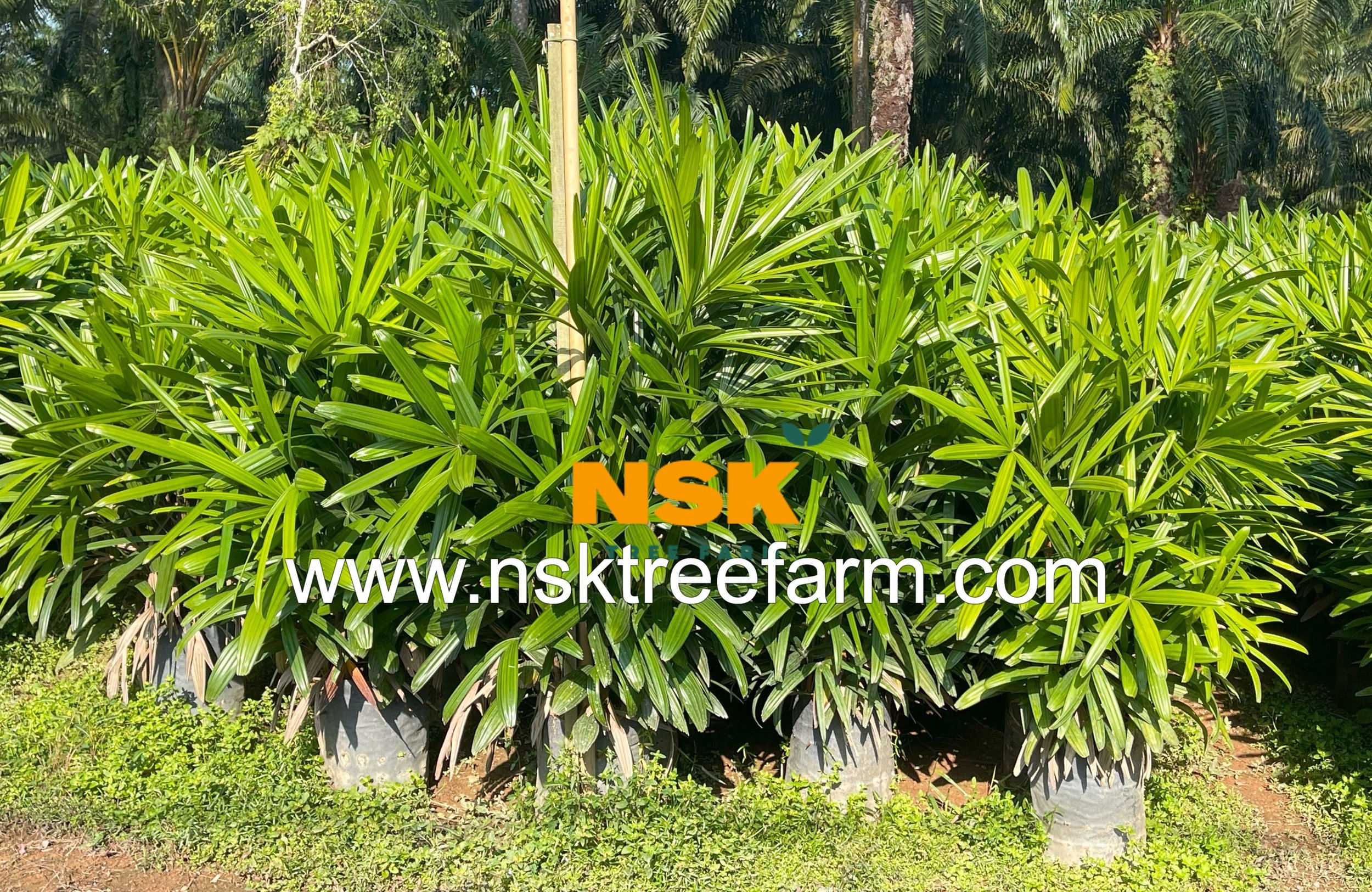 rhapis excelsa