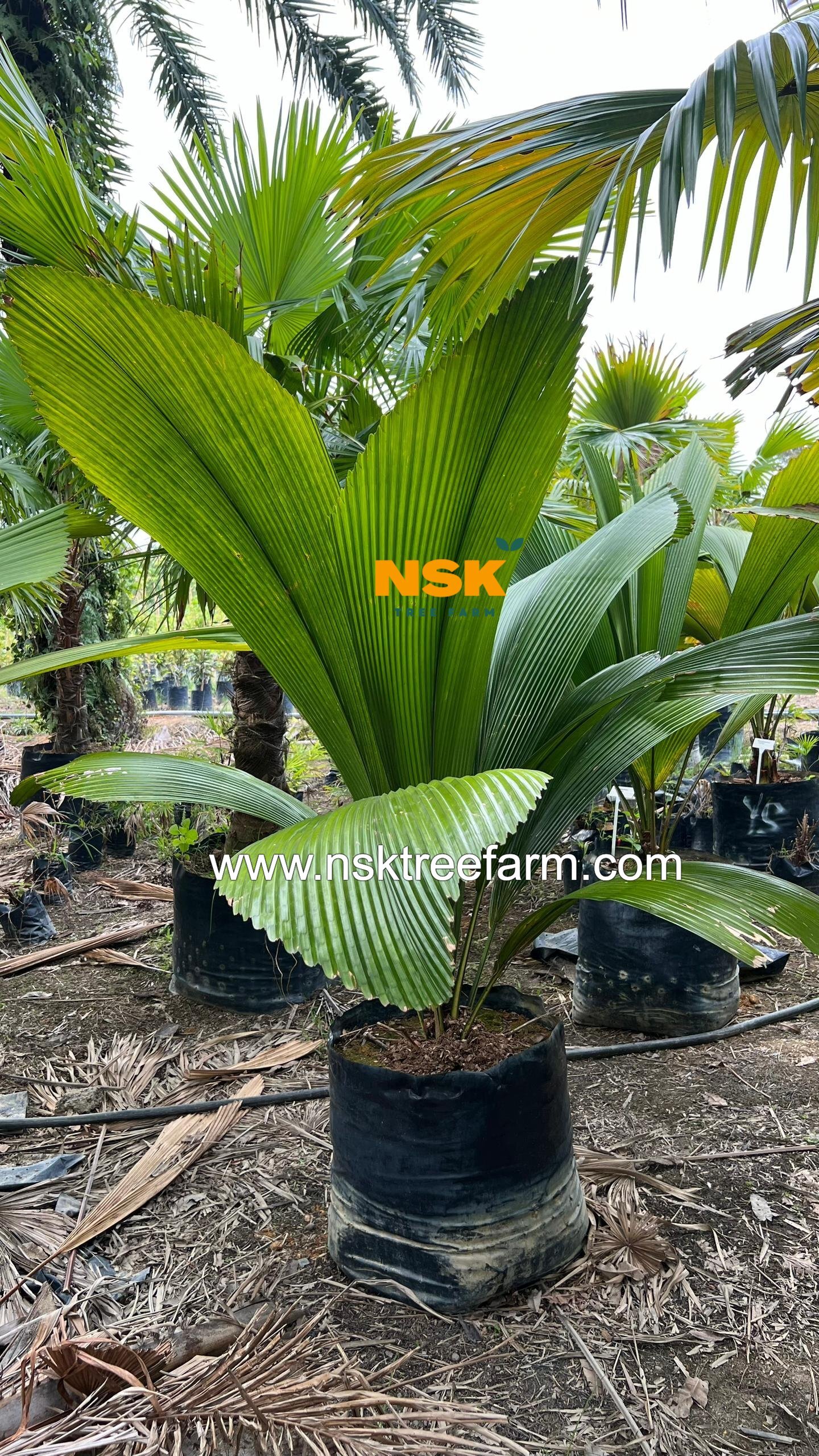 johannensis palm