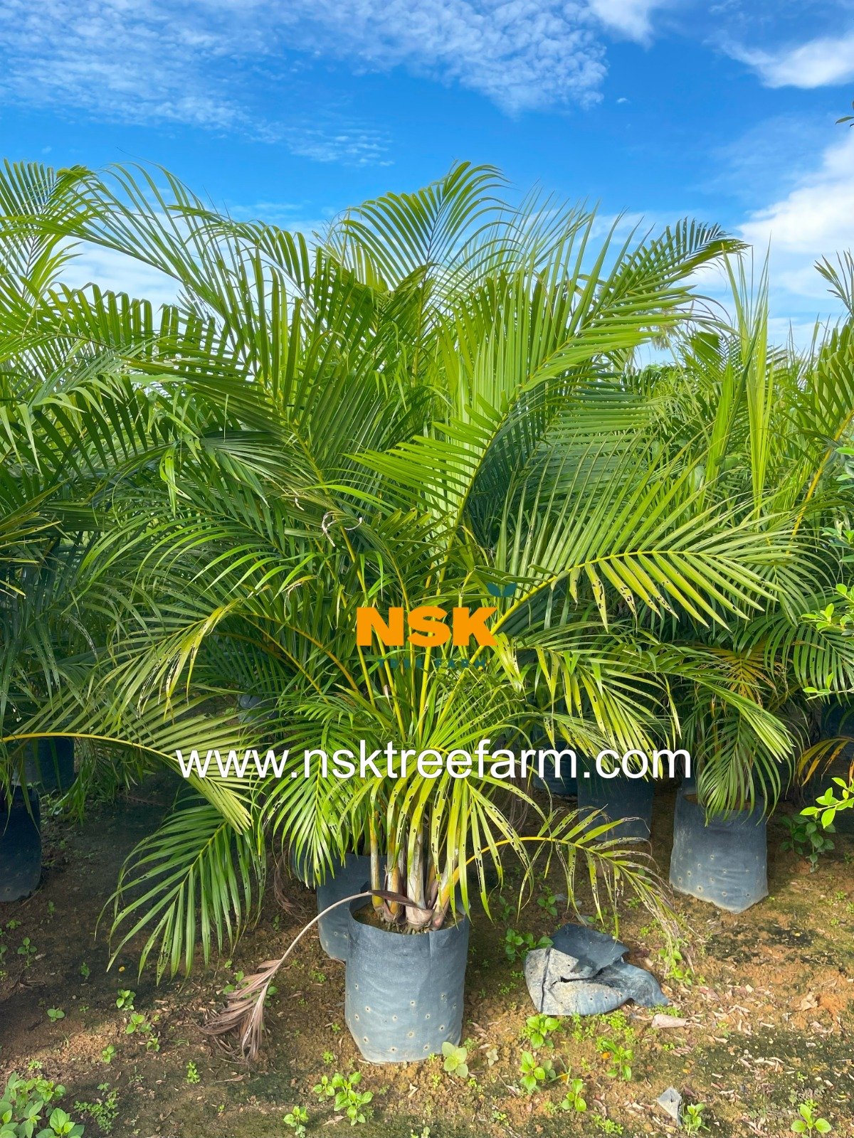 Dypsis Lutescens yellow palm