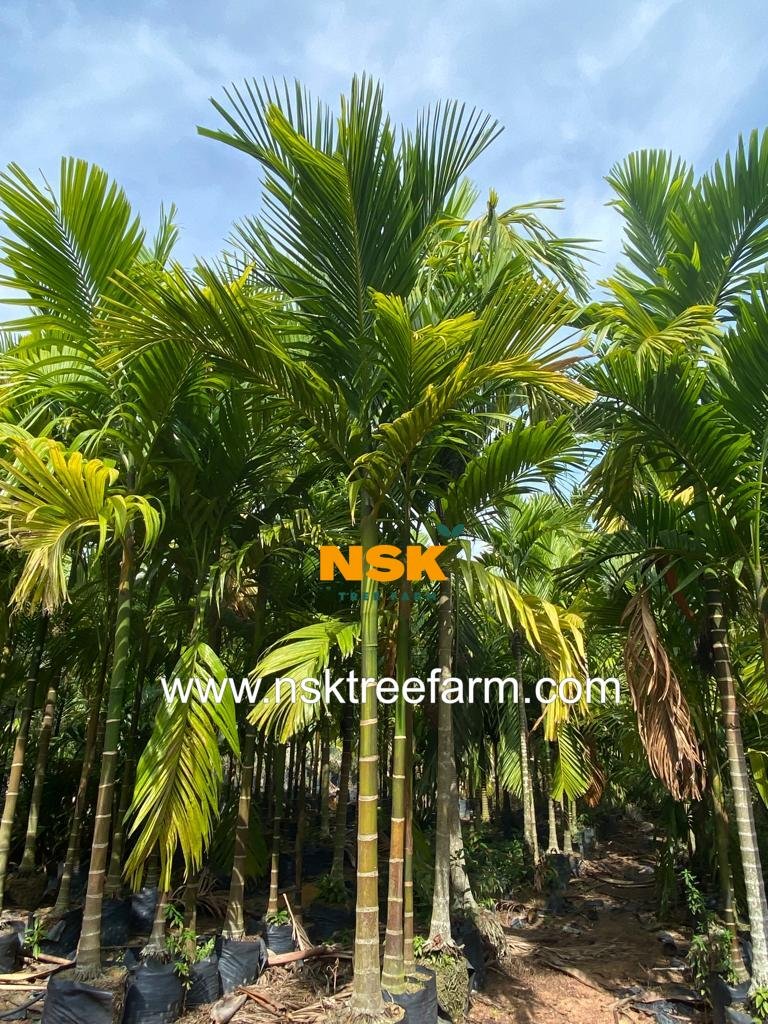 Areca catechu