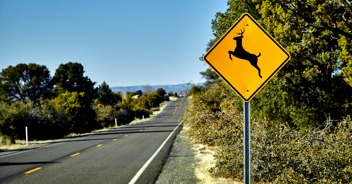 How to Handle a Deer Strike in Alabama: What to Do Right After Impact