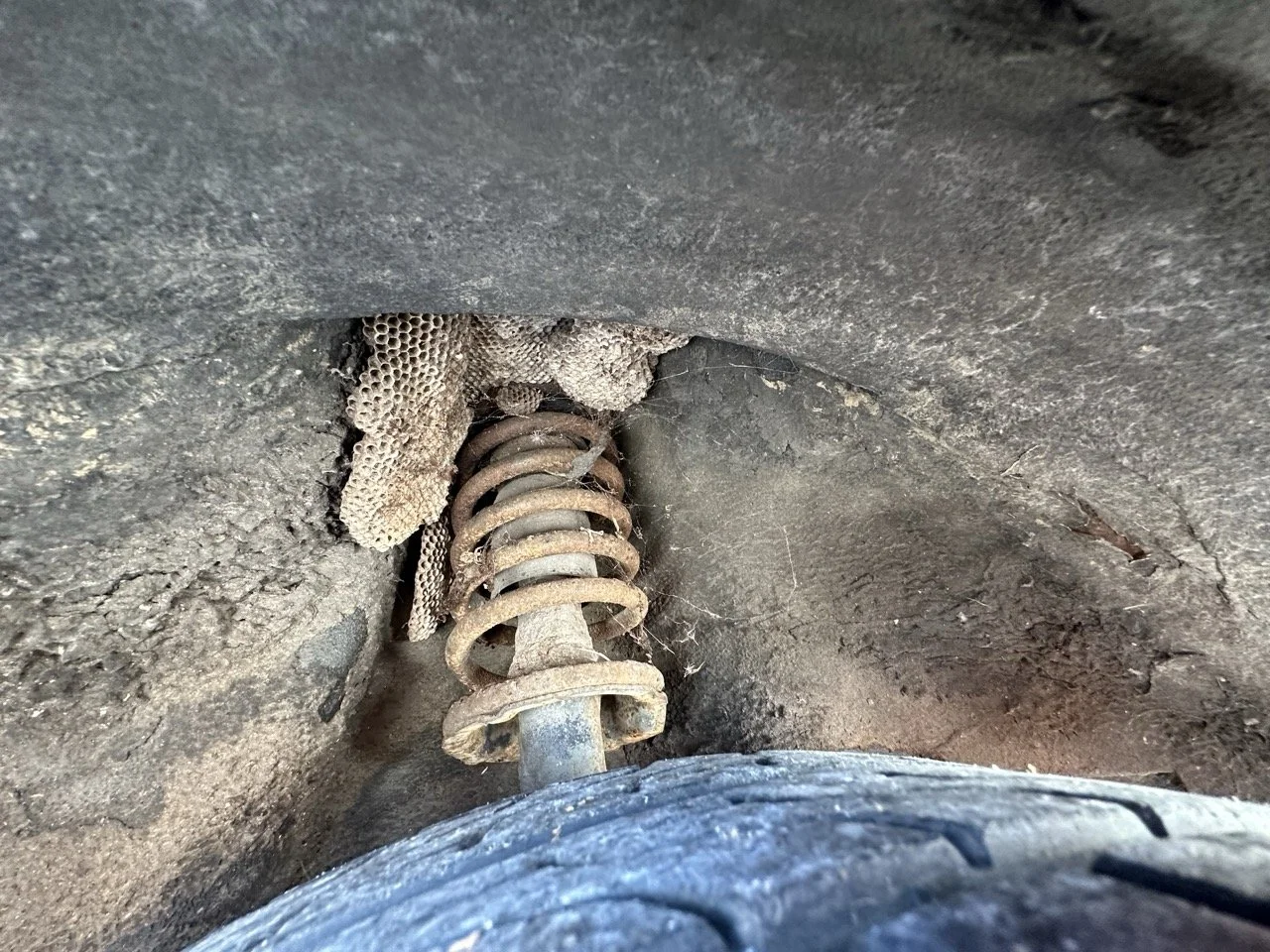 IMG_7246 – grande.jpeg