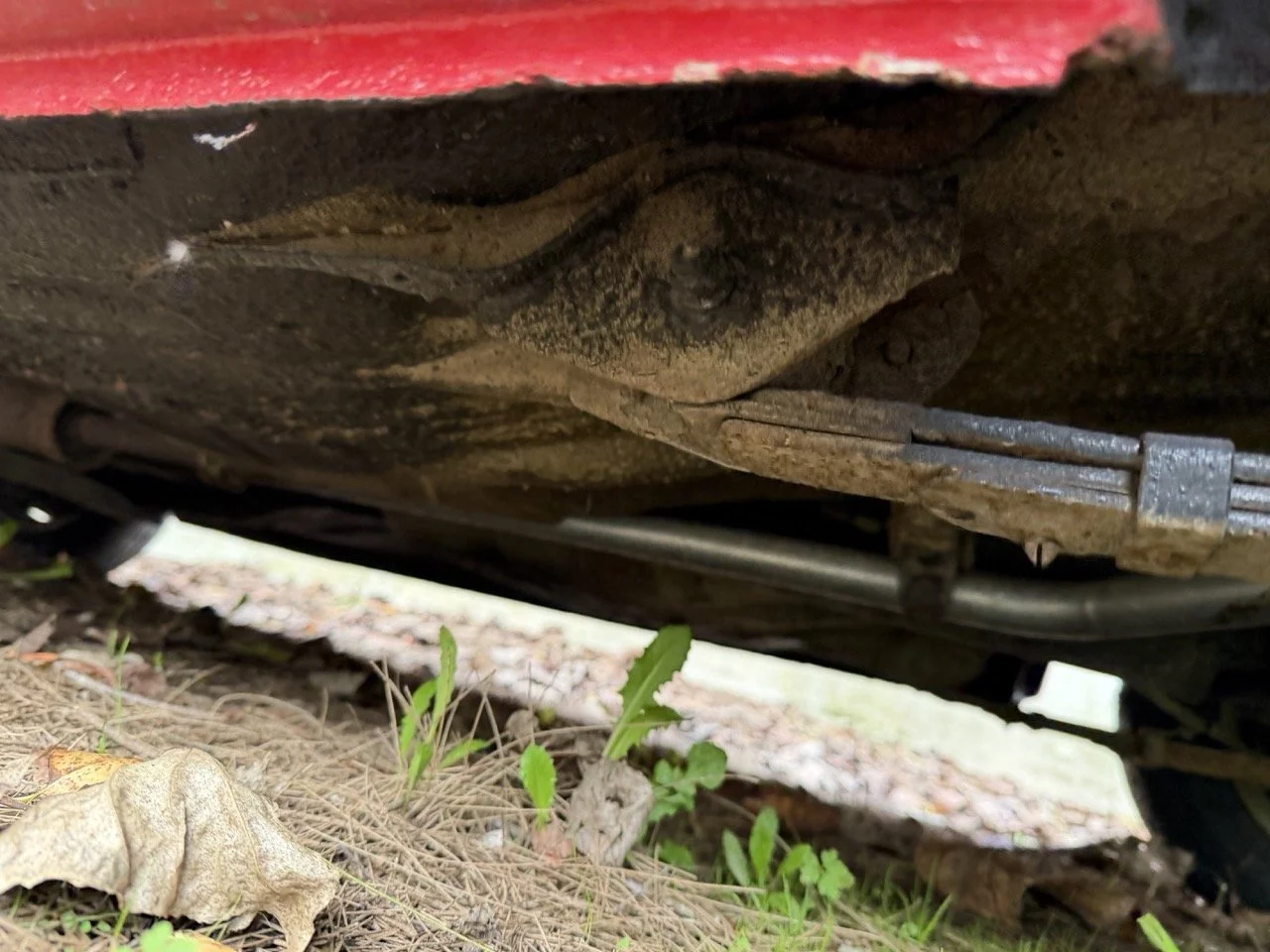 IMG_4950 – grande.jpeg