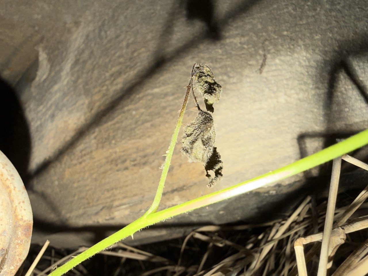 IMG_5201 – grande.jpeg