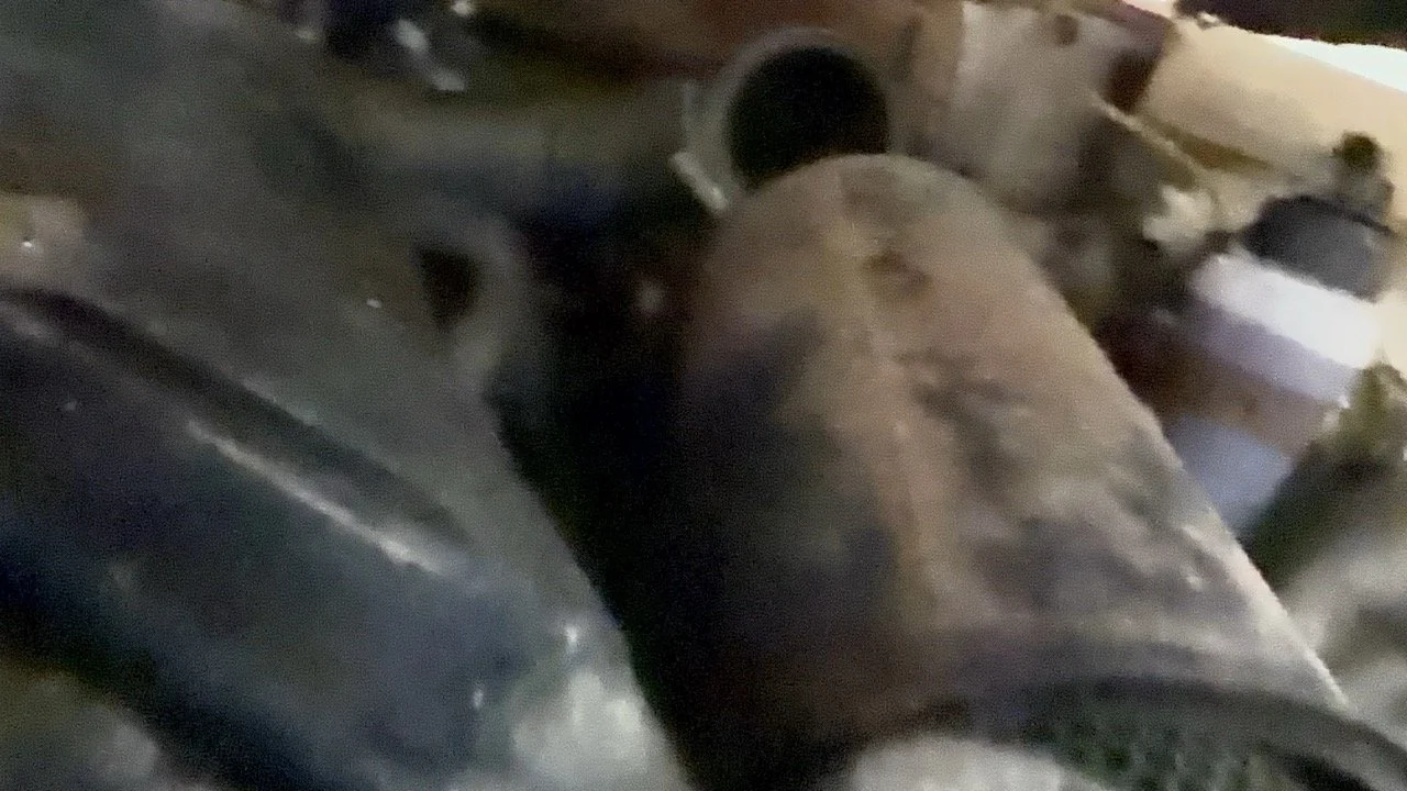 IMG_5210 – grande.jpeg