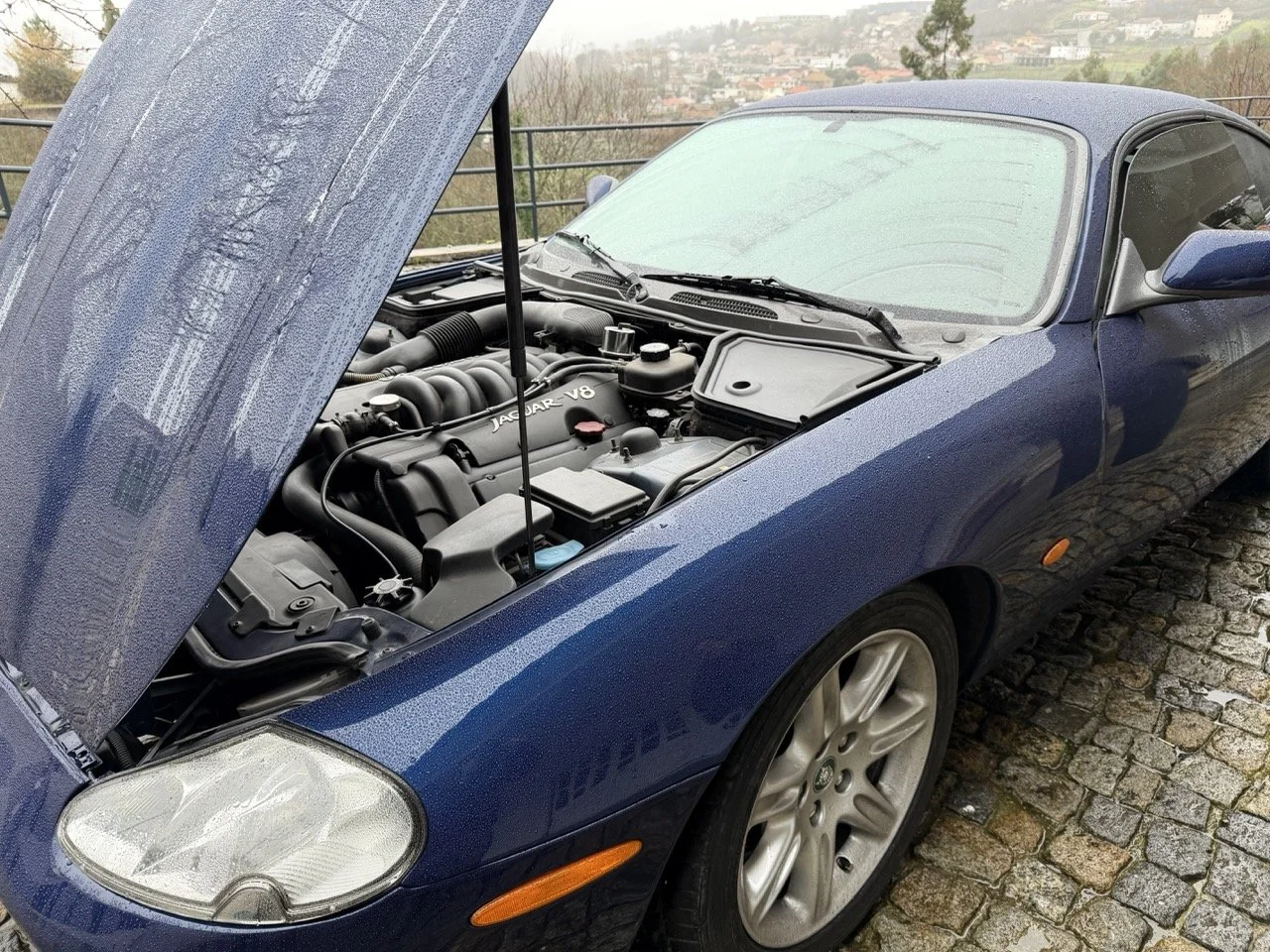 IMG_3642 – grande.jpeg