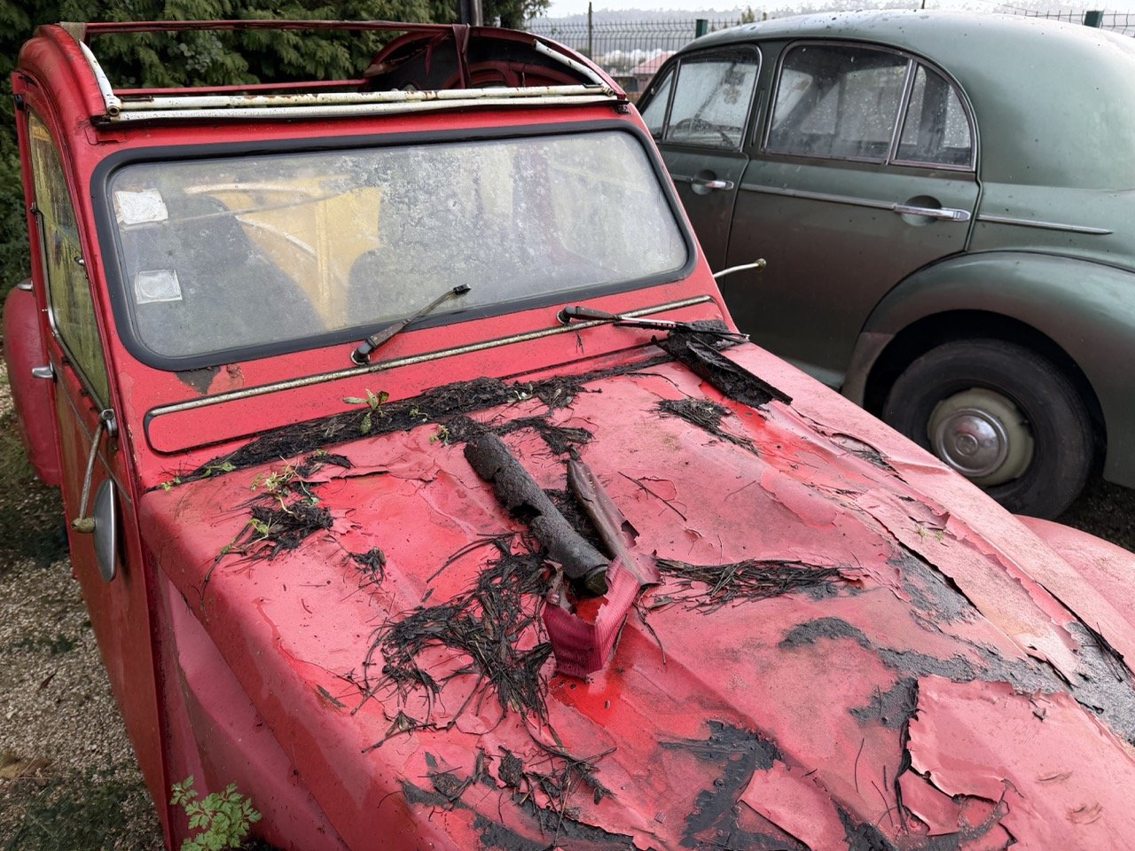 IMG_5530 – grande.jpeg