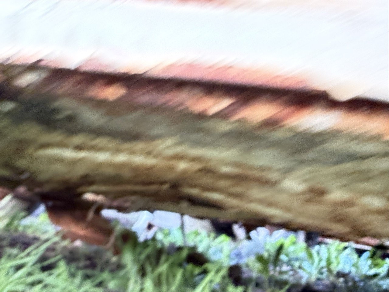 IMG_0910 – grande.jpeg