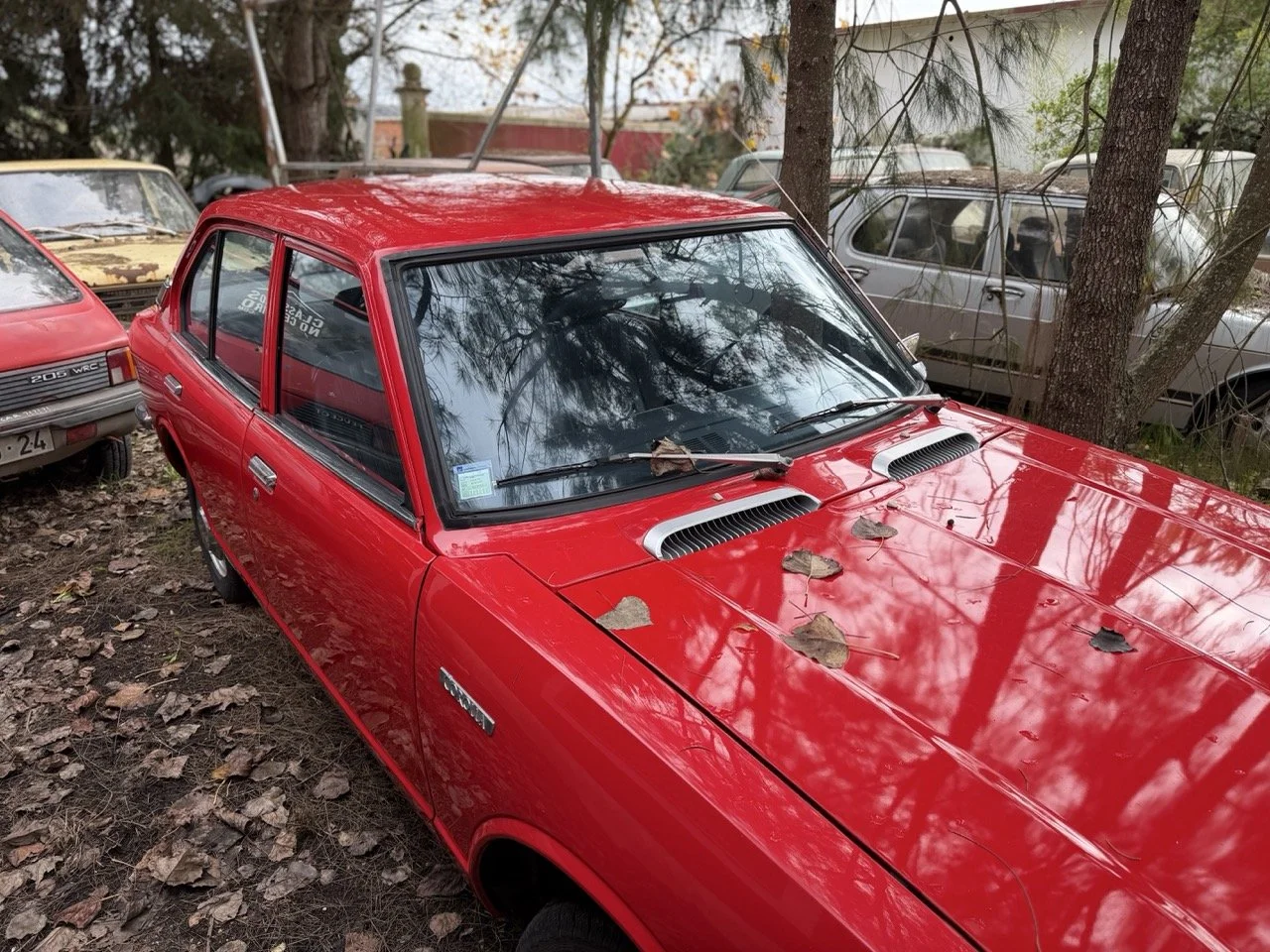 IMG_4933 – grande.jpeg