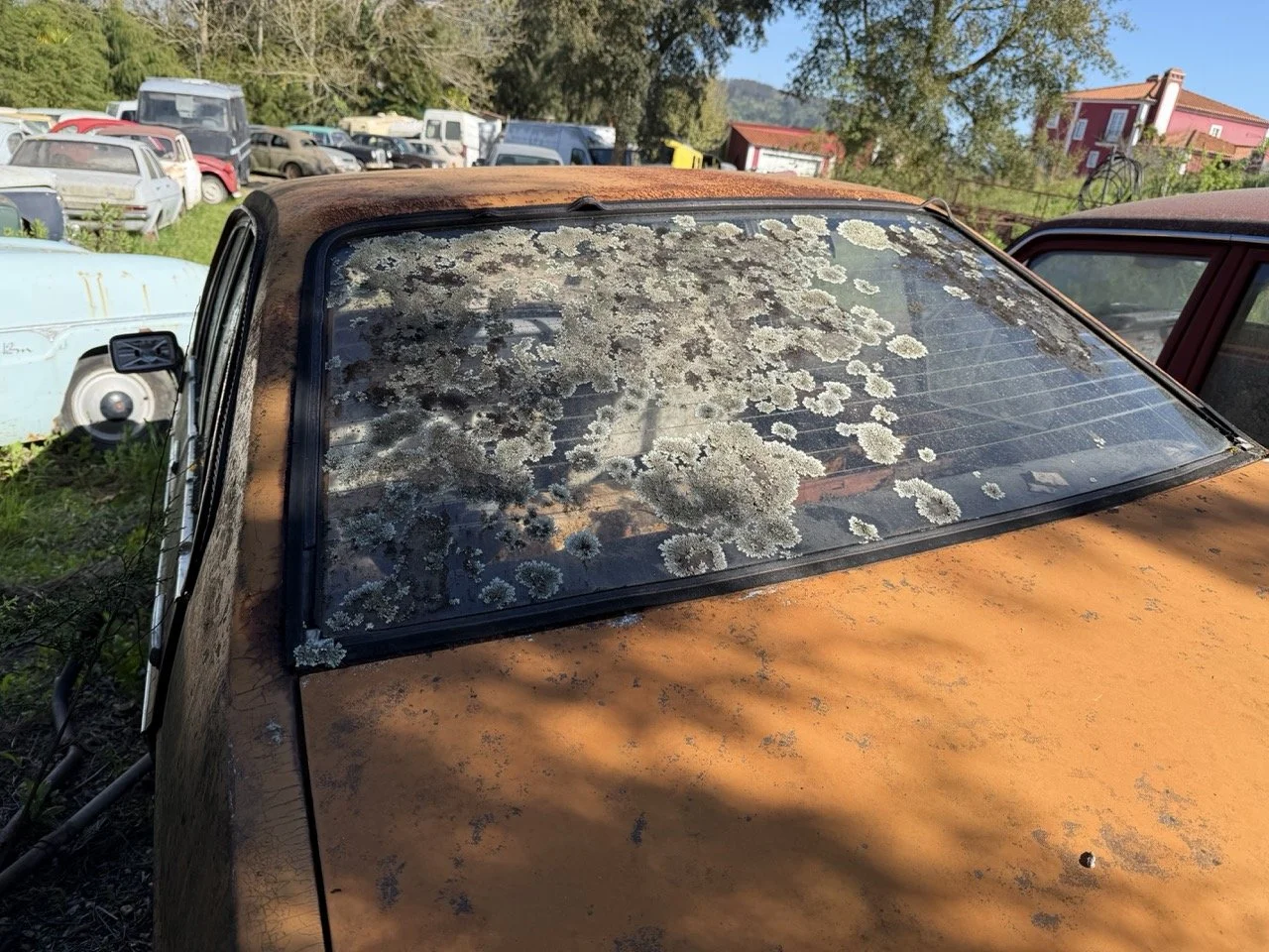 IMG_7697 – grande.jpeg