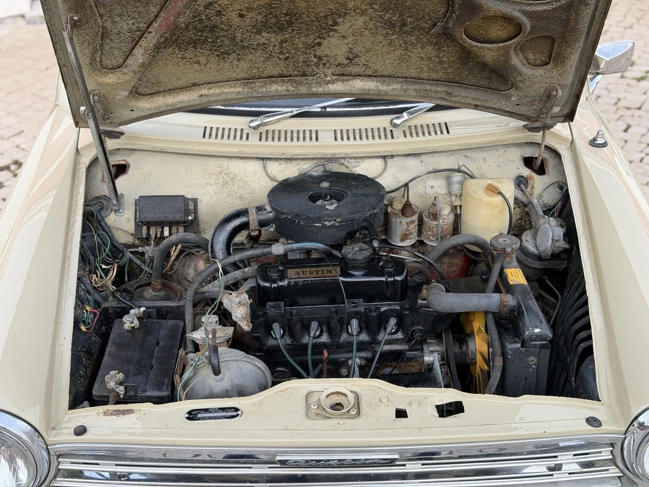 IMG_4064 – grande.jpeg