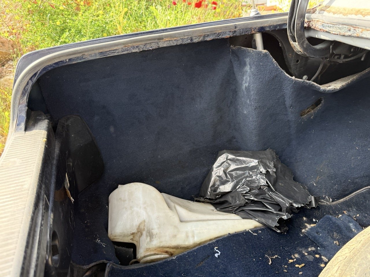 IMG_3394 – grande.jpeg