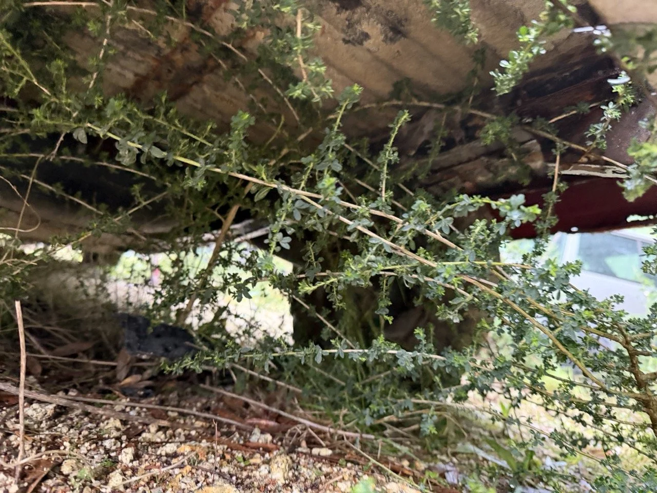 IMG_5506 – grande.jpeg