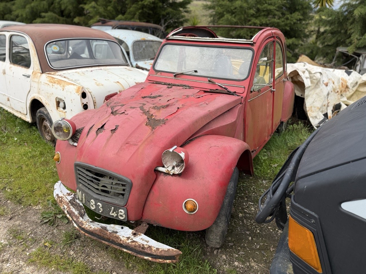 IMG_3845 – grande.jpeg