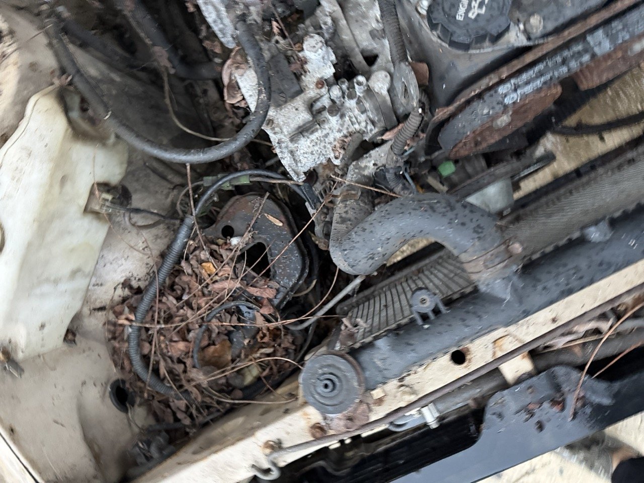 IMG_0248 – grande.jpeg