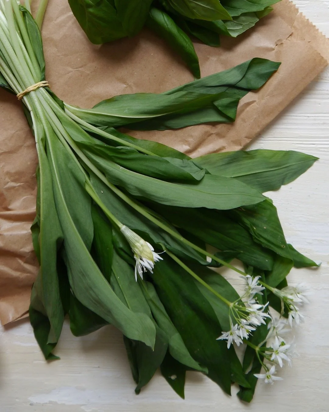 Wild garlic season is here! 💚

Last year I discovered wild garlic and fell in love. I&rsquo;ve seen loads of people on my feed using it and guys, I&rsquo;m nothing but jealous because I can&rsquo;t find any this year (so far)! 😭

If anyone knows wh