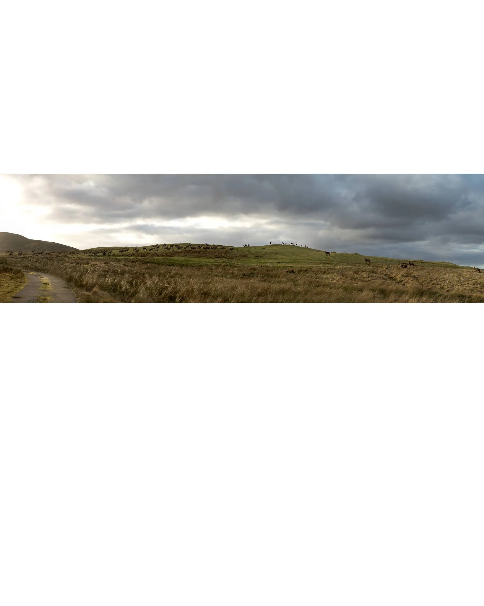 Same herd, wider view. Seeing wild deer spread across the landscape like this never gets old. Swipe to see the close-ups! Shot on the Nikon Z6.

#WildlifePhotography #ScottishHighlands #Deer #NaturePhotography #NikonZ6 #Photography #Scotland #Panoram