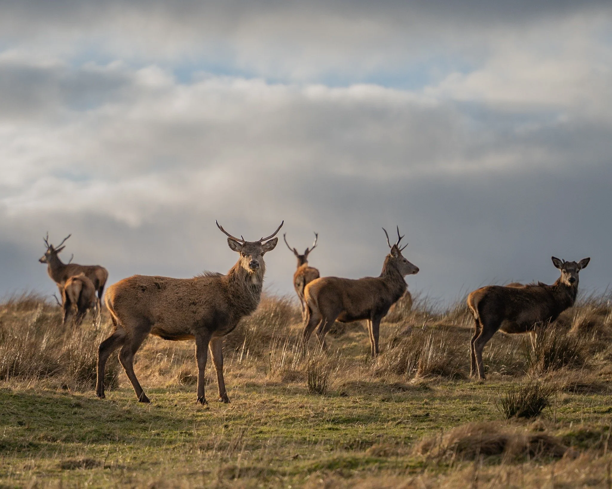 Wild deer just outside Helmsdale. One of those moments you just have to stop and take it in. Shot on the Nikon Z6.

#WildlifePhotography #ScottishHighlands #Deer #NaturePhotography #NikonZ6 #Photography #Scotland #LandscapePhotography #WildScotland
