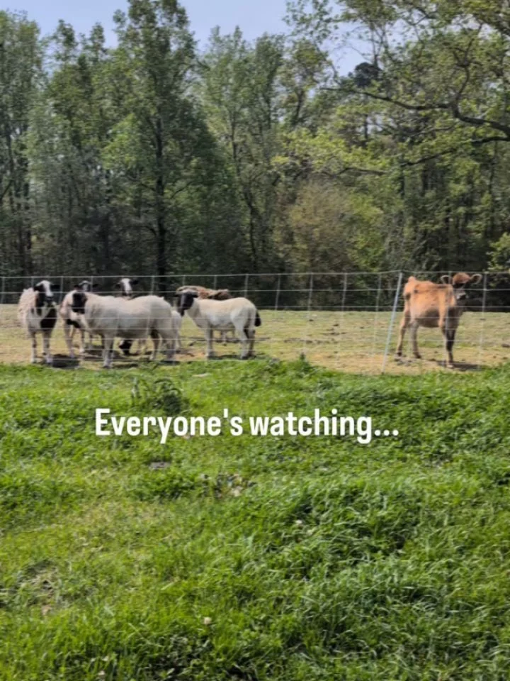 We sent off a steer to the butcher a couple weeks ago. 

A snippet of the text message I sent to the two families he went to:

"Everything went smoothly yesterday with loading him up on the trailer. Last time, it took almost an hour to get the s