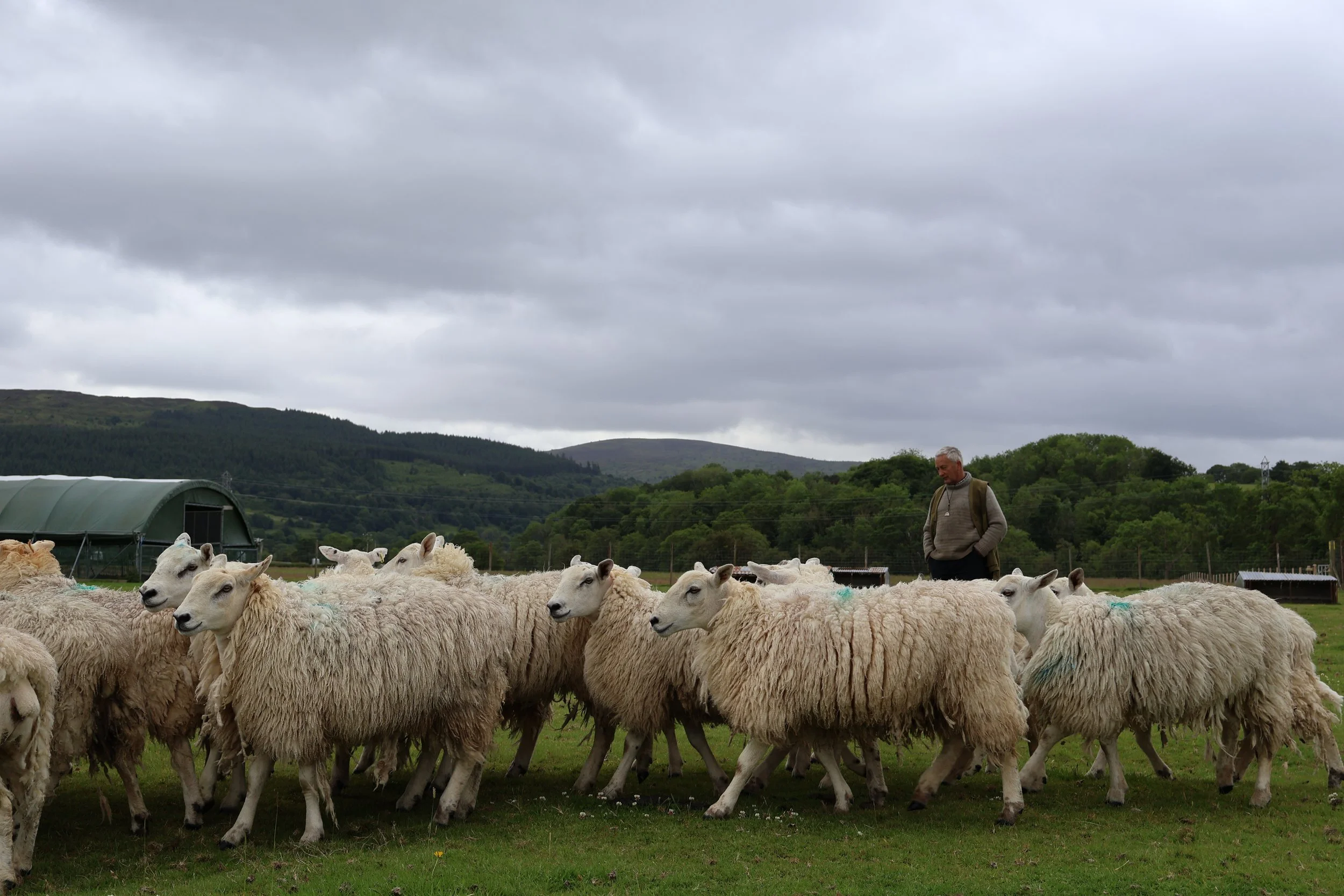 A man standing among a flock of sheep on a grassy field, with green hills and cloudy sky in the background.