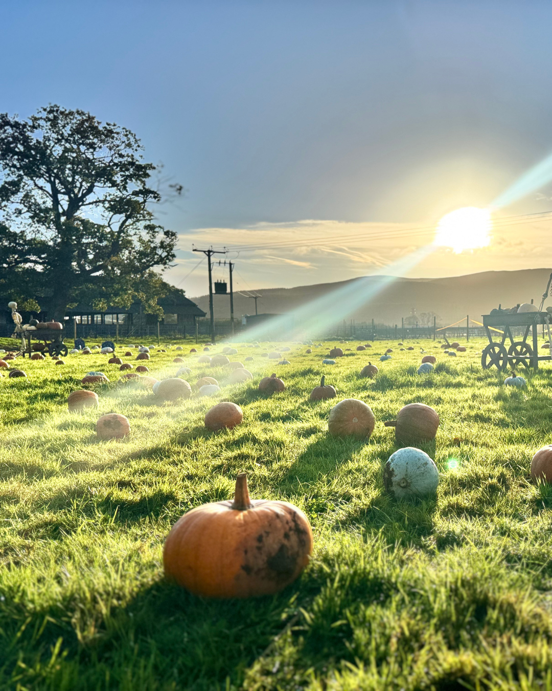 Sunset over a pumpkin patch with pumpkins scattered on green grass; farm equipment and trees in the background.