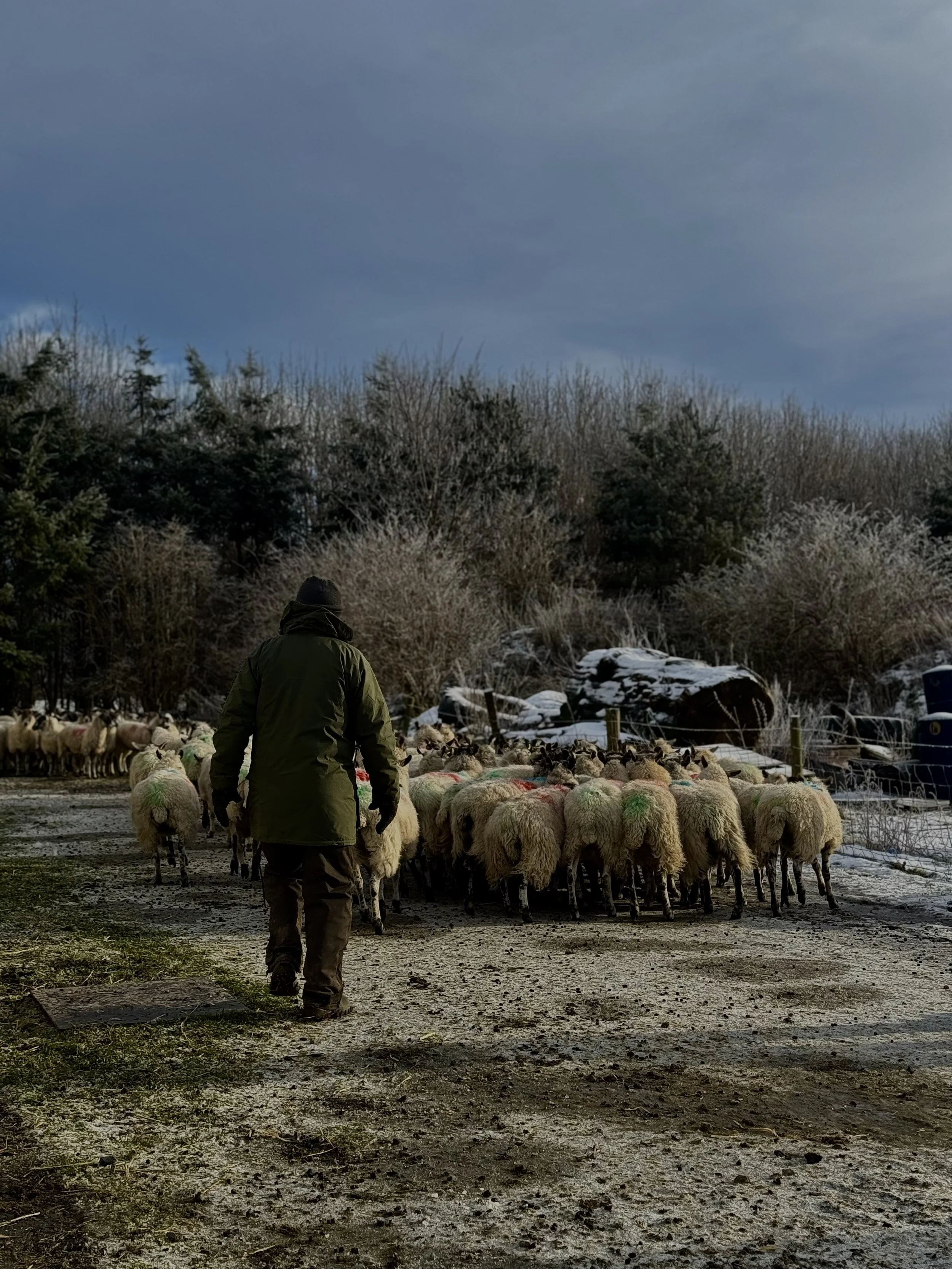 A person dressed in winter clothing herding sheep outdoors in a winter landscape with bare trees, some snow on the ground, and a cloudy sky.