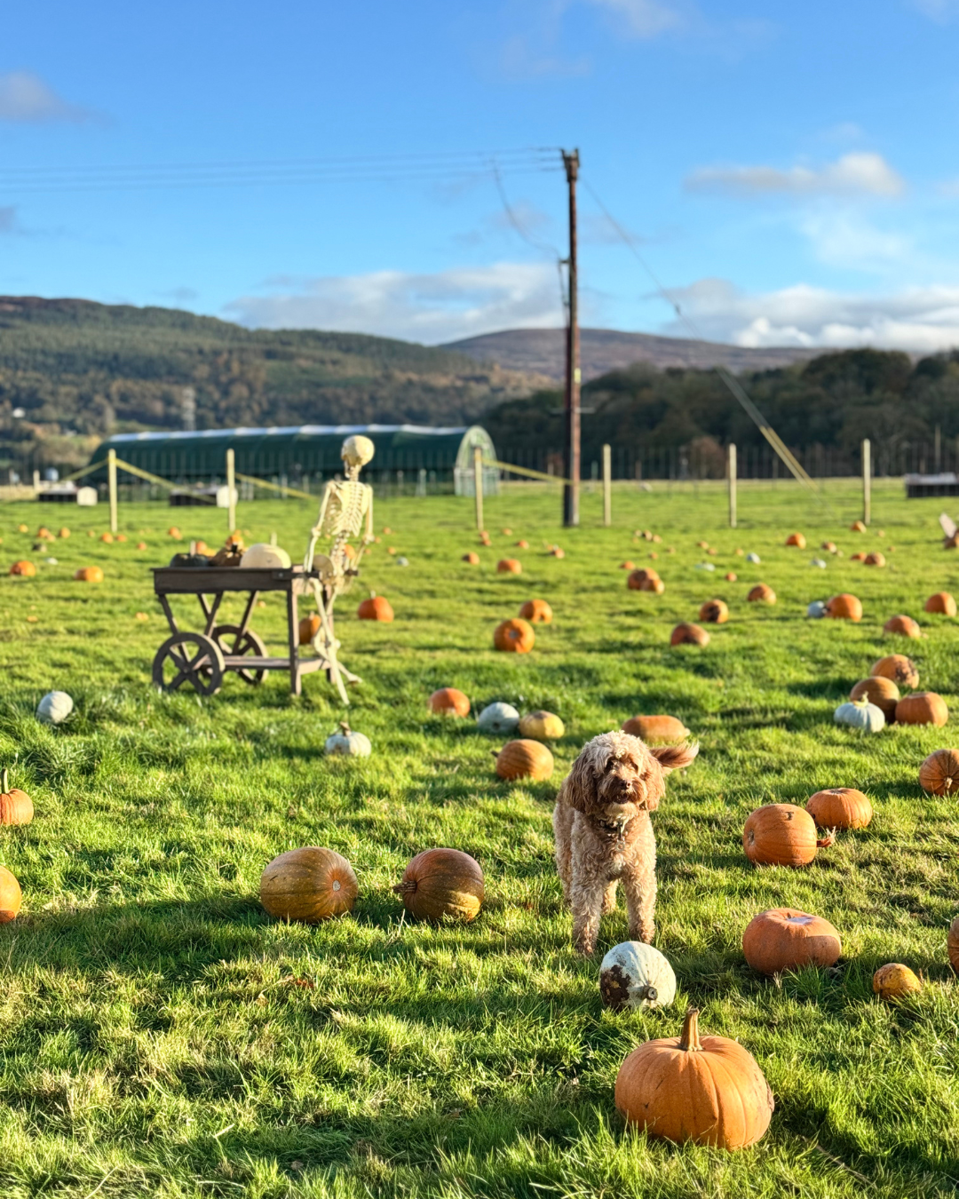 A pumpkin patch with scattered pumpkins on green grass, a skeleton pushing a wheelbarrow, and a brown dog walking towards the camera, with mountains and a blue sky in the background.