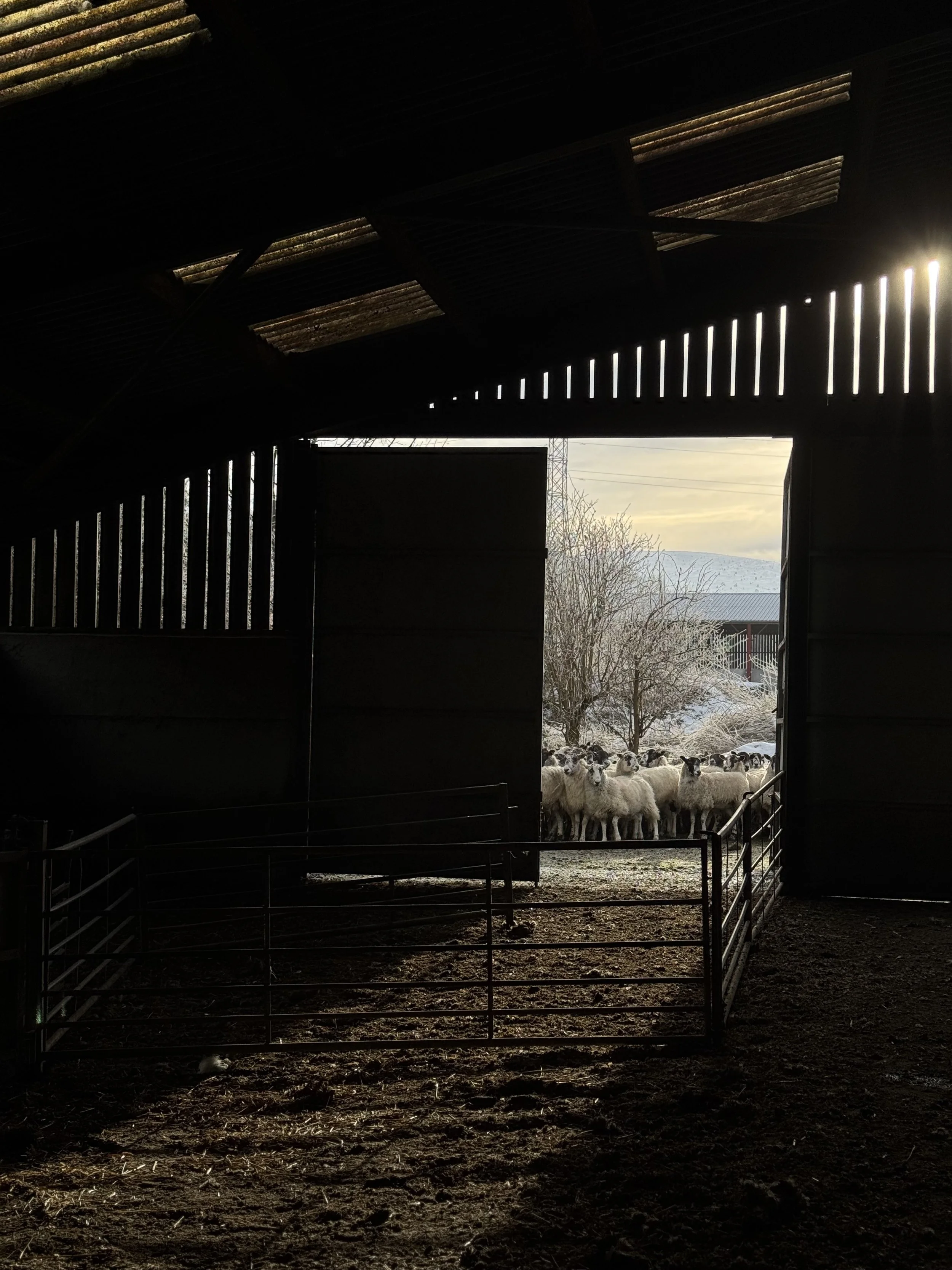 Inside a barn looking outward through an open doorway, with sheep gathered near the entrance and a snowy landscape in the background.