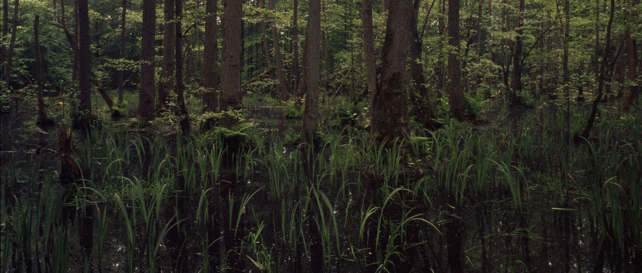 swamp forest | 2024
