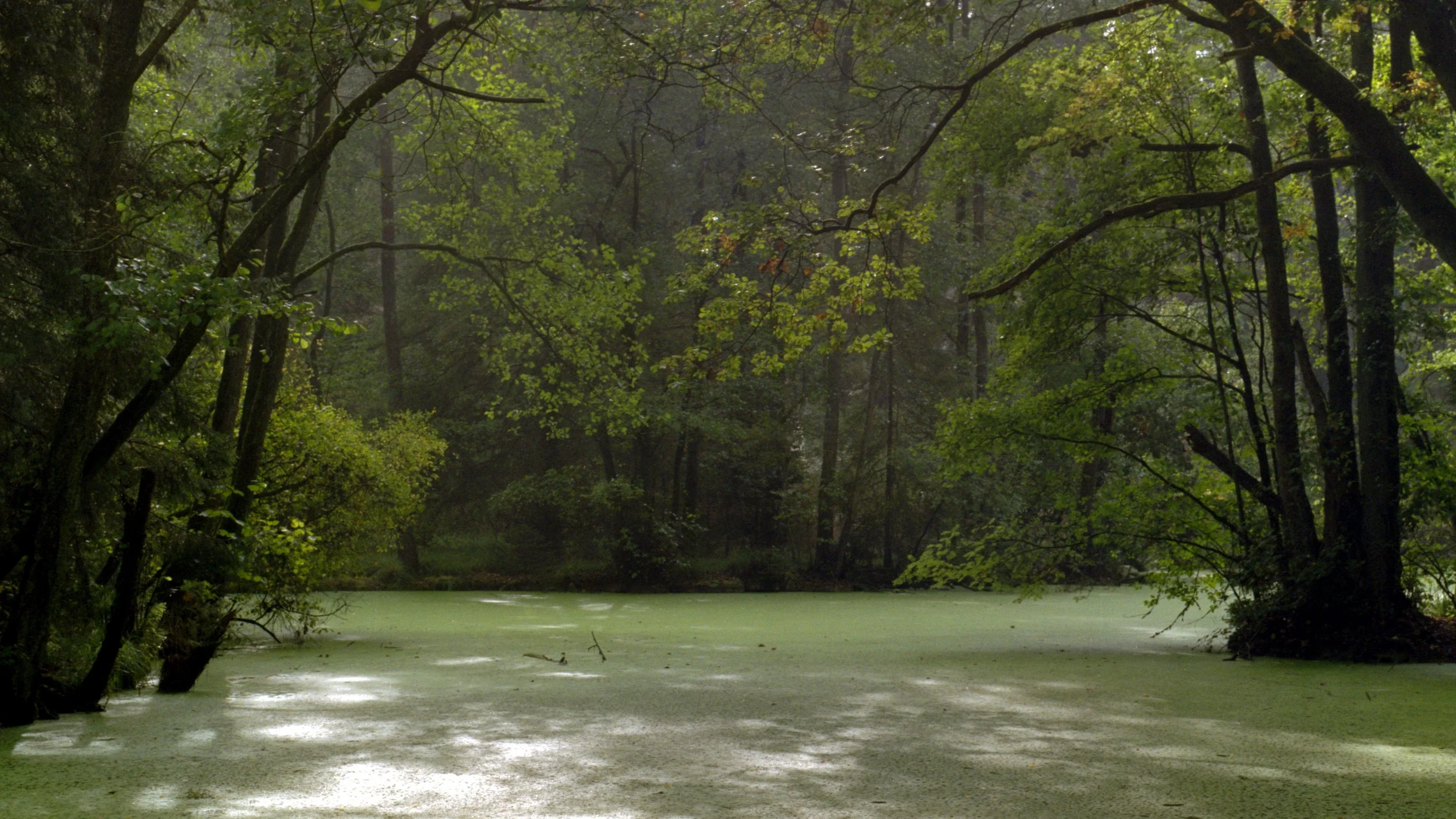 woodland cave | 2023