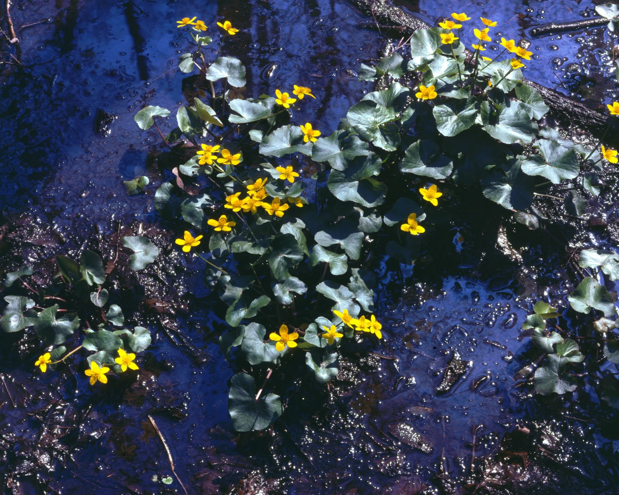 marsh marigold | 2023