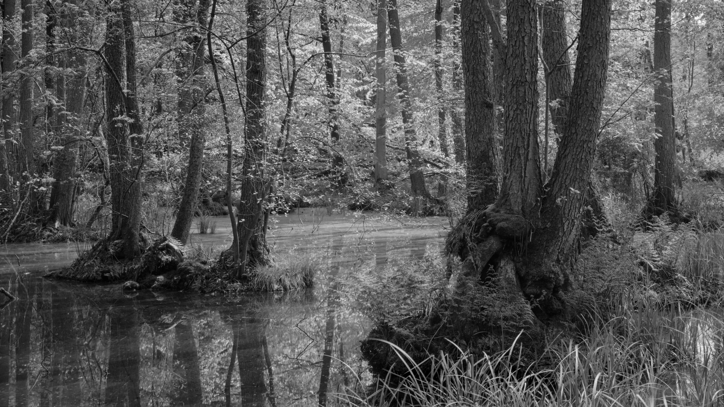 light of early spring | 2023