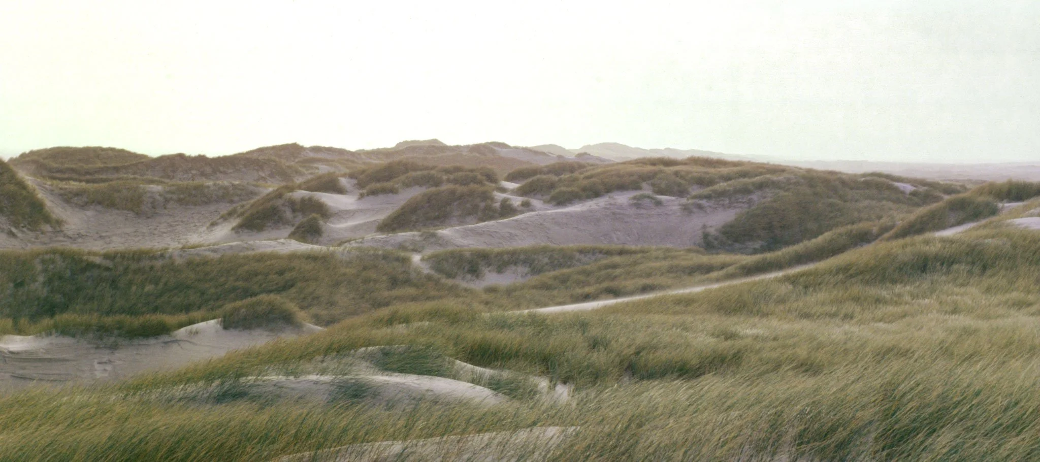 dunes | 2024