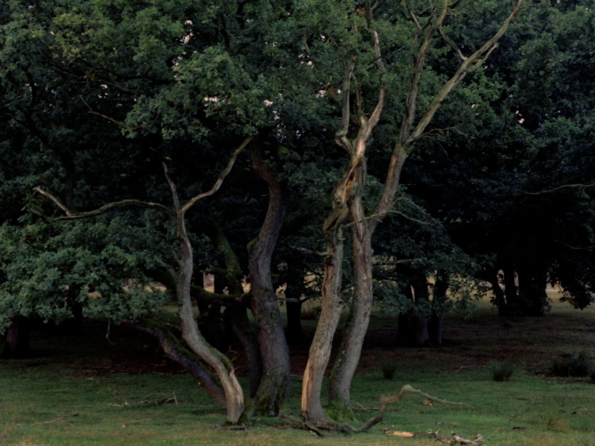 witches forest | 2023