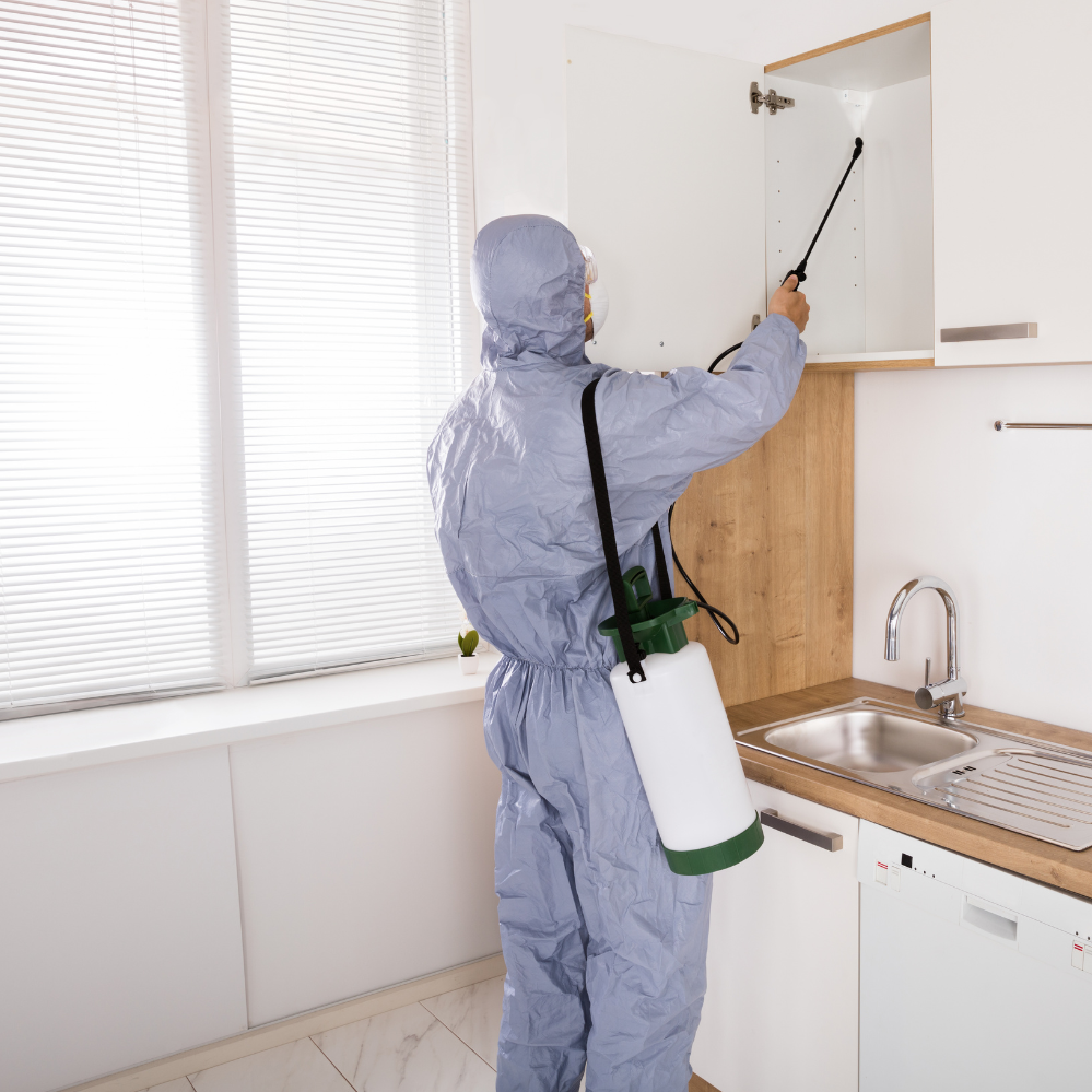 Professional Pest Control Services in Boca Raton: The Key to a Pest-Free Home