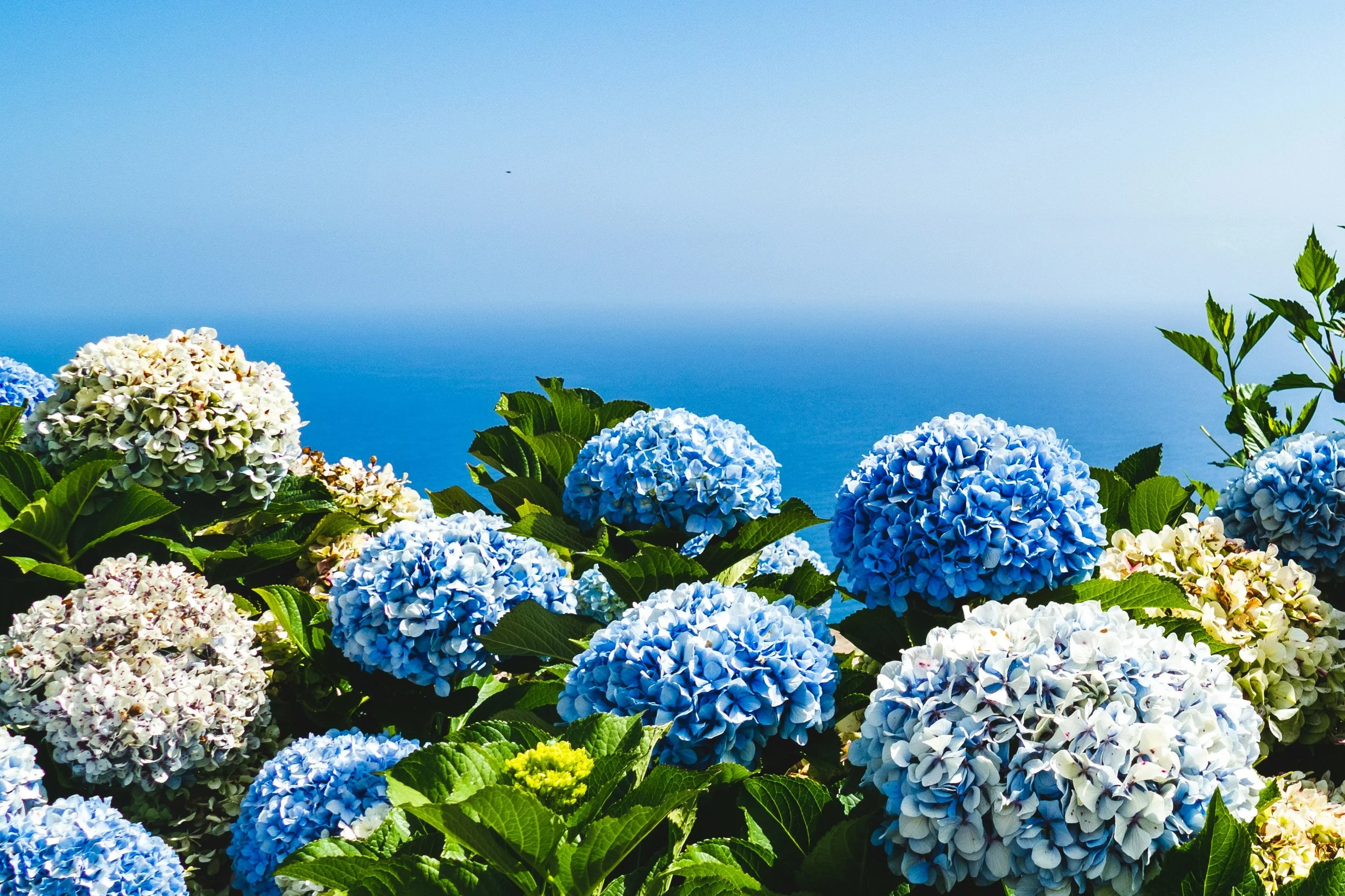 Cape Cod Hydrangea Festival