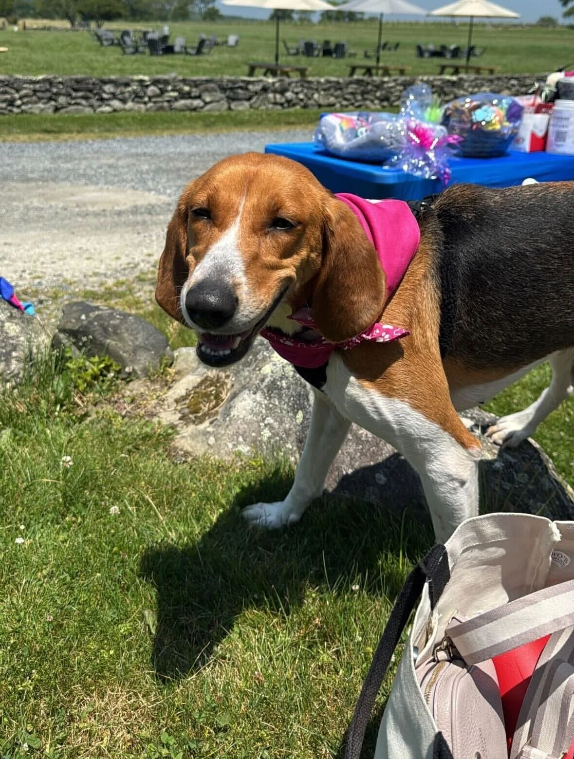 Lighthouse Dog Adoption Event (Copy)
