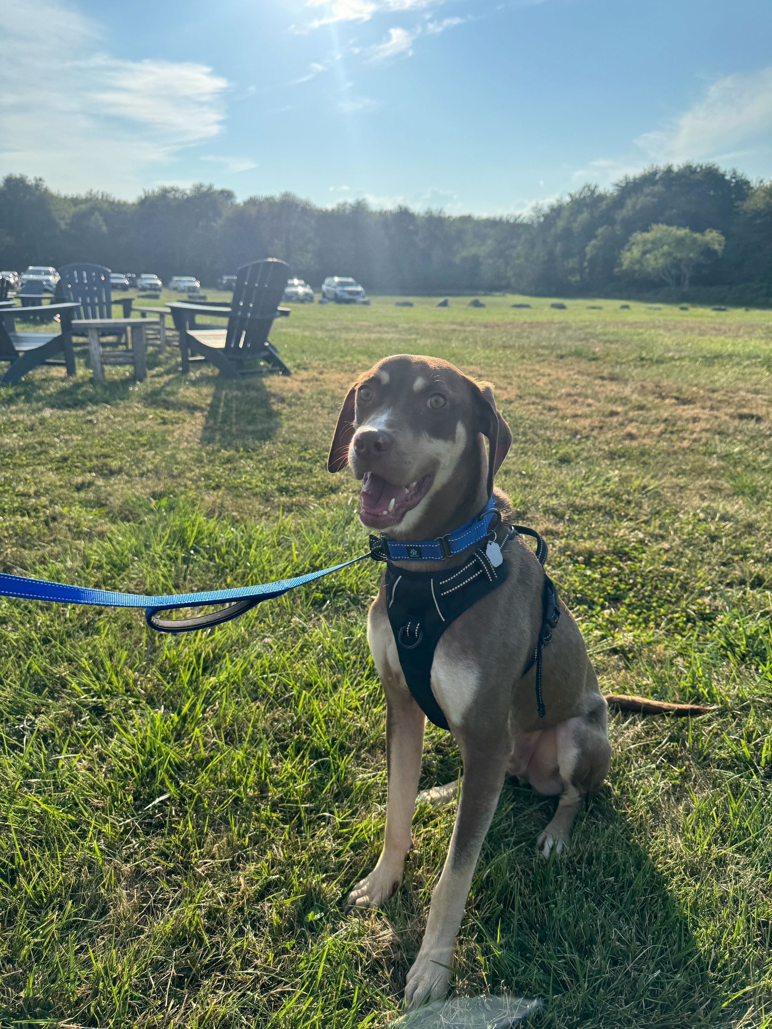Lighthouse Animal Shelter Dog Adoption Event