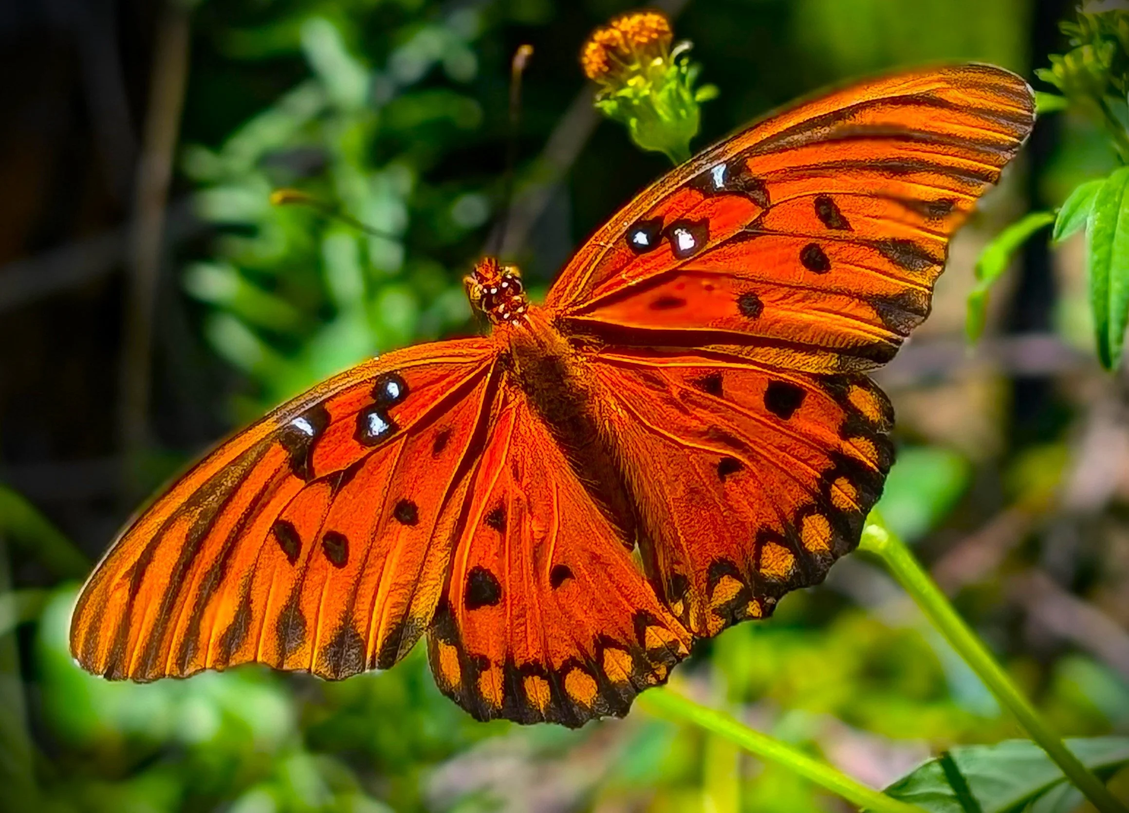 PXL_20240901_162400136.PORTRAIT CROPSAT1.jpg